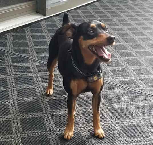 Photo of Goose