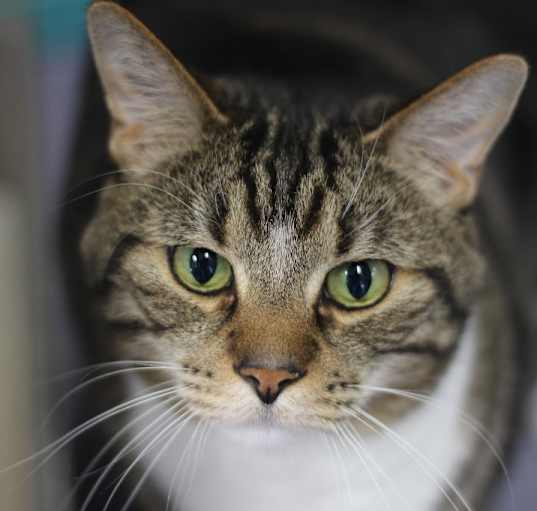 Photo of Ralph (sponsored)