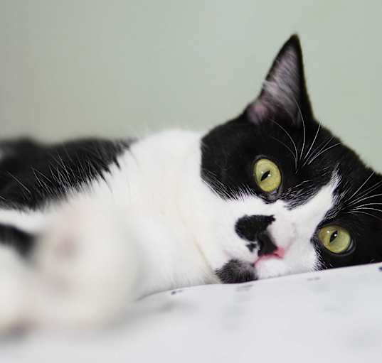 Photo of Clementine