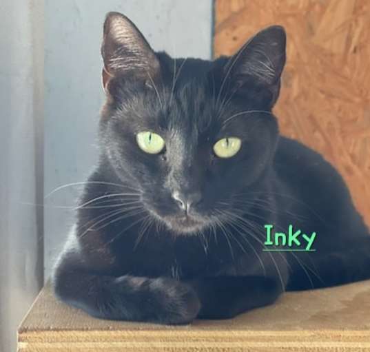 Photo of Inky