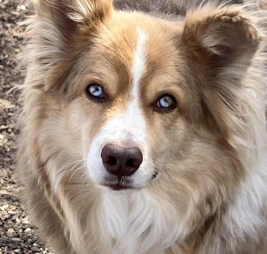 Photo of Riley - Aussie Shepherd