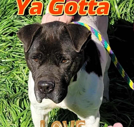 Photo of Harvey