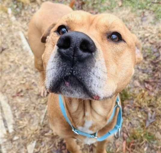 Photo of Scoob