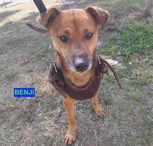 Photo of BENJI