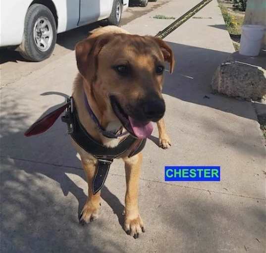 Photo of CHESTER