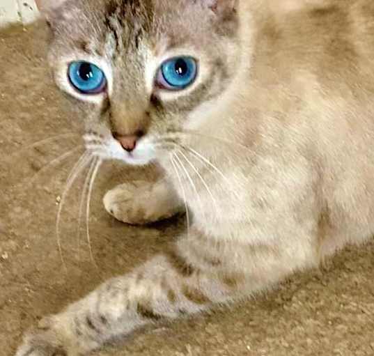 Photo of Taji