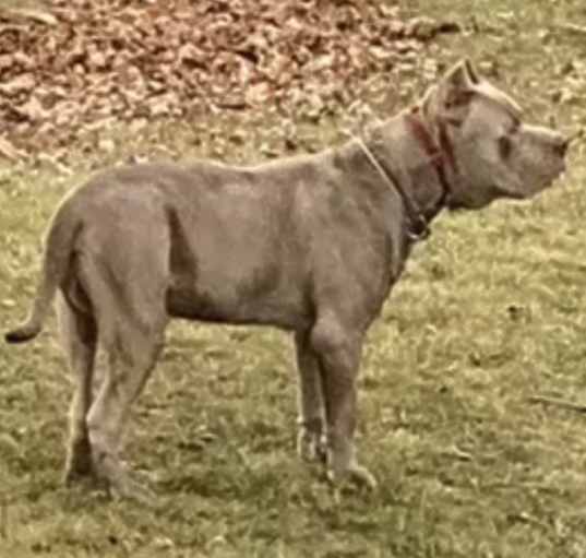 Photo of Bruno