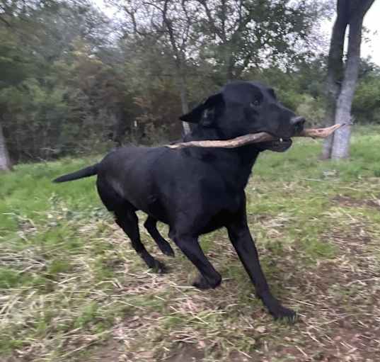 Photo of Hondo
