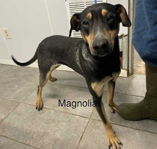 Photo of Magnolia