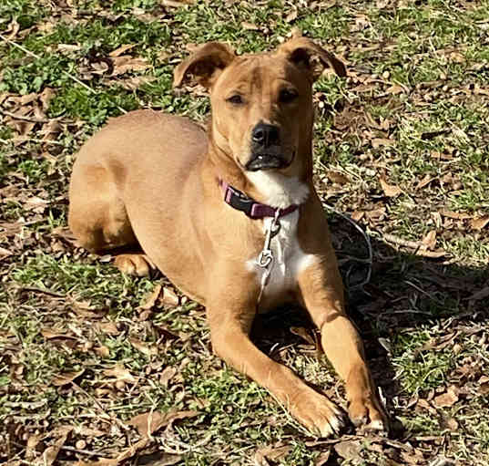 Photo of Brownie - Courtesy Post