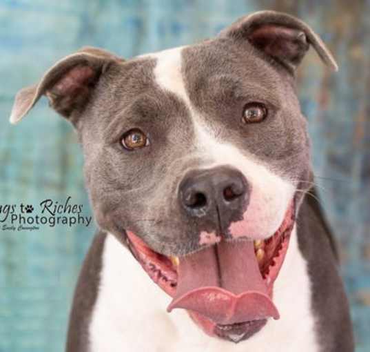 Photo of Toby