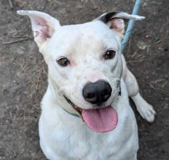 Photo of Hudson
