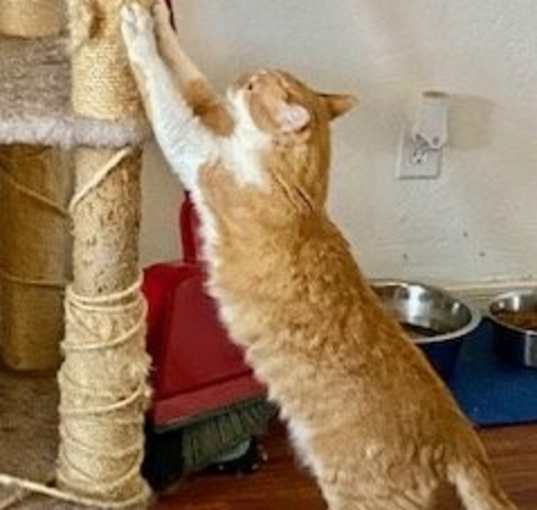 Photo of Prince (bonded to Bourbon)