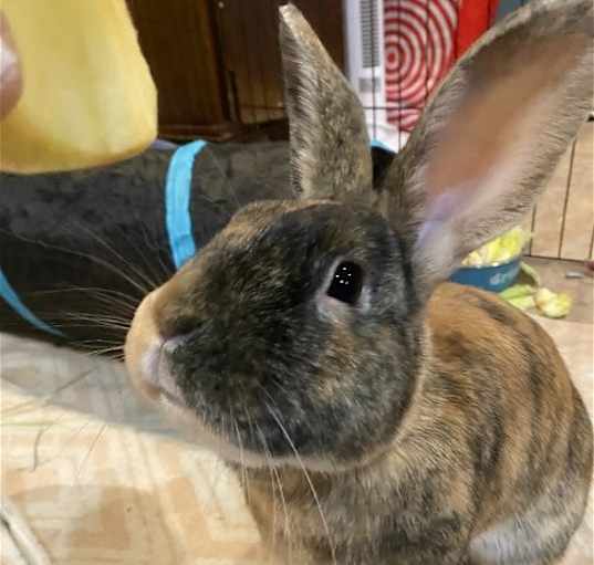 Photo of Apollo RABBIT