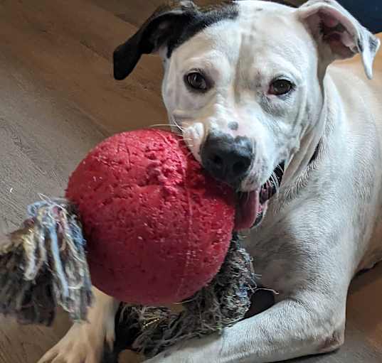 Photo of Shelby