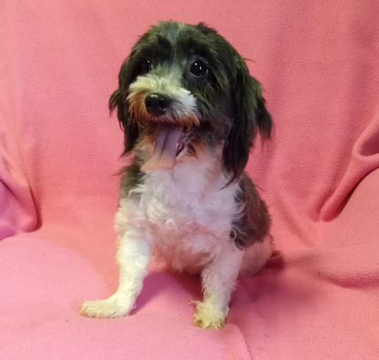 Photo of BAILEY