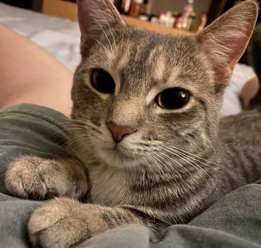 Photo of Cirilla