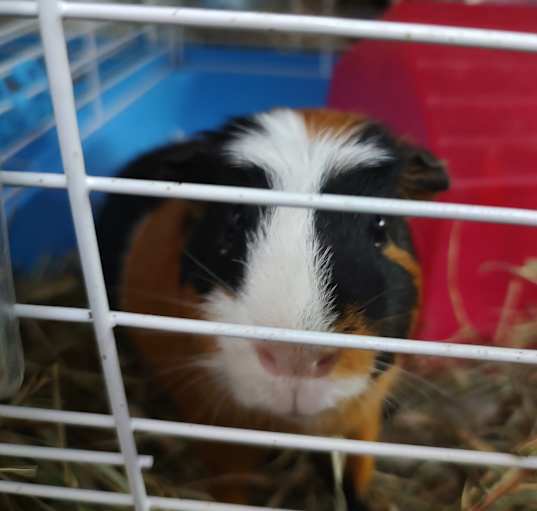 Photo of Boosie
