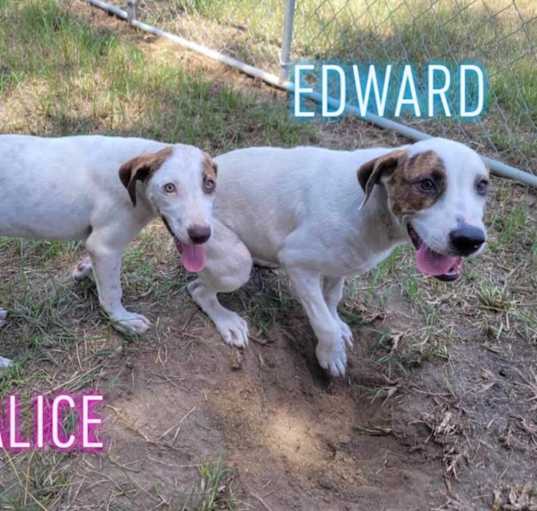 Photo of Edward
