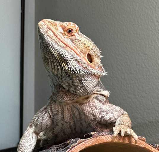 Photo of Gus