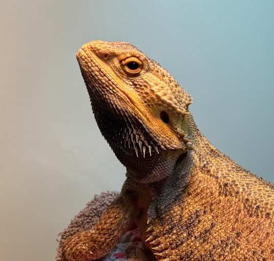 Photo of Dexter