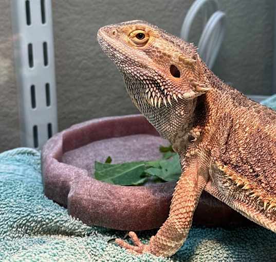 Photo of Pepper