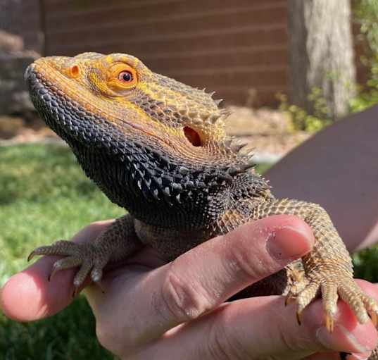Photo of Mushu