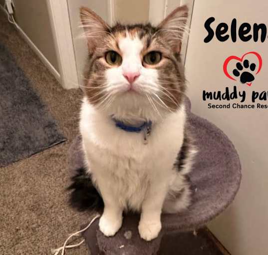 Photo of Selena