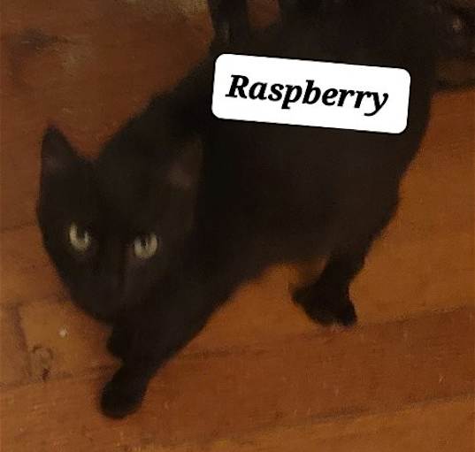 Photo of Raspberry