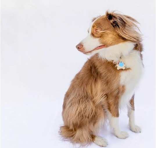 Photo of Misio