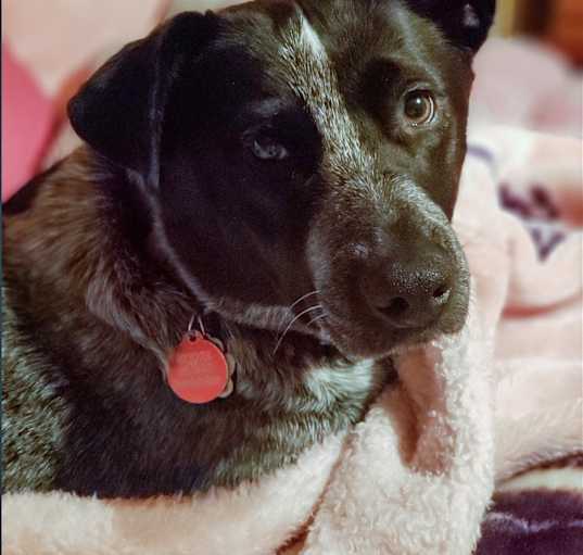 Photo of Moon - sweet Heeler girl