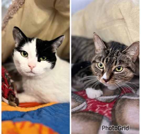Photo of Binx and Charlene