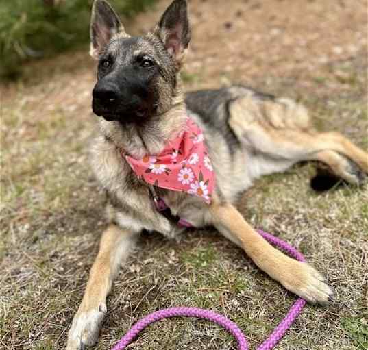 Photo of Puppy Okla Padme