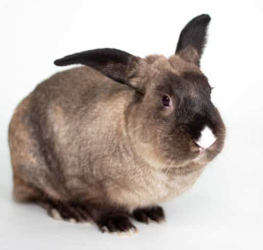 Photo of Macchiato