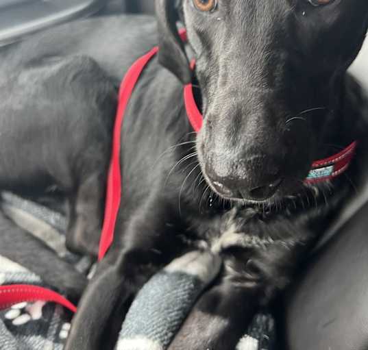 Photo of Clyde-2