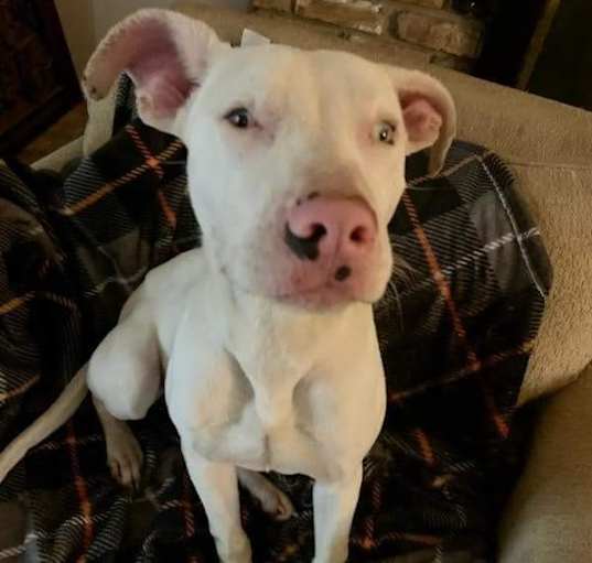 Photo of Draco