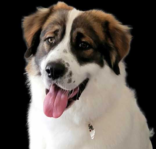 Photo of Bruno