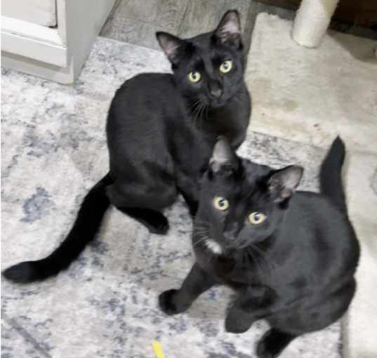 Photo of Felix & Milo
