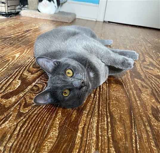 Photo of Otis
