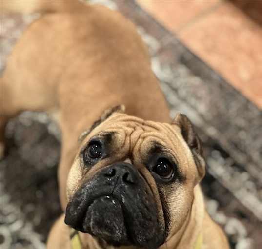 Photo of Honey