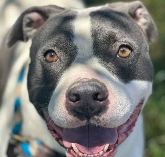 Photo of Spot