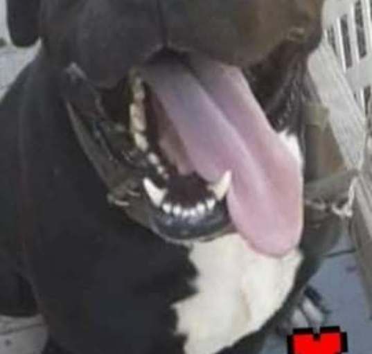 Photo of BODHI