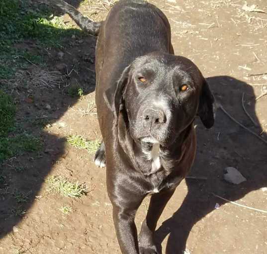 Photo of Beegee