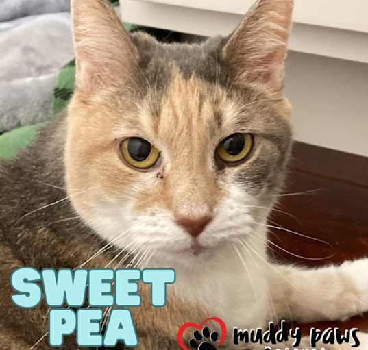 Photo of Sweet Pea
