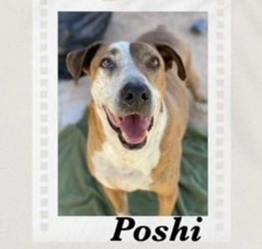 Photo of Poshi