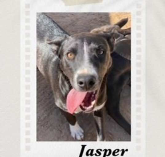 Photo of Jasper