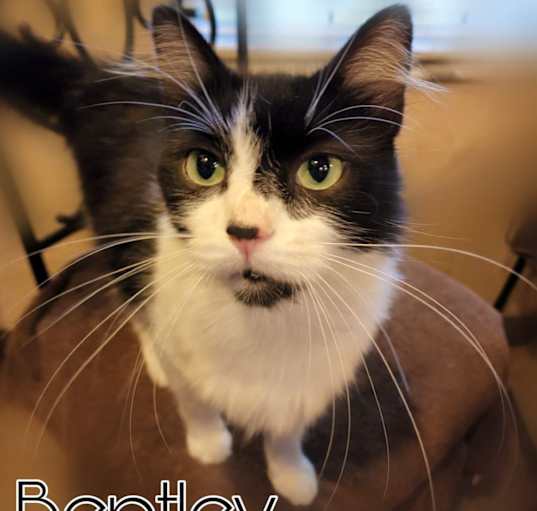 Photo of Bentley