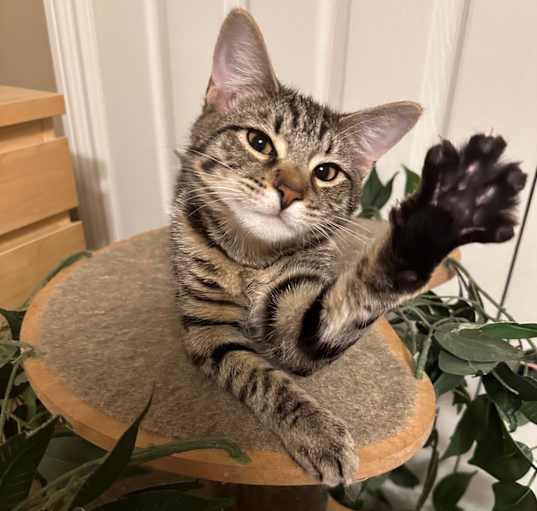 Photo of Valentino