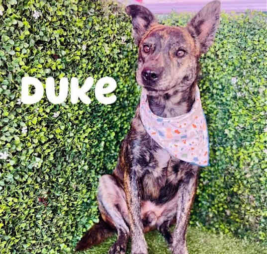 Photo of Duke