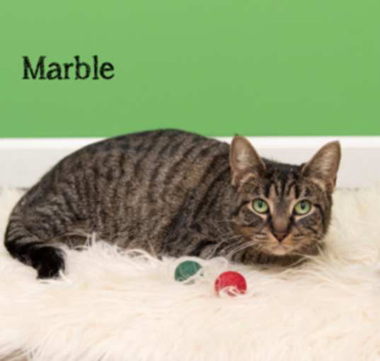 Photo of Marble